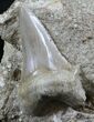 Otodus Shark Tooth Fossil Mounted On Matrix #26639-1
